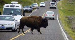 驾校学车，开车行驶公路上遇到小动物该怎么办